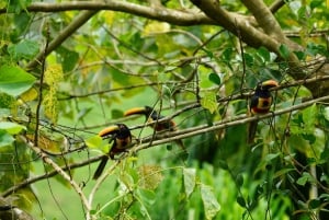Manuel Antonio: Birdwatching exclusive tour