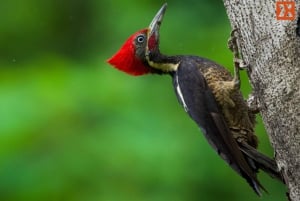 Manuel Antonio: Birdwatching exclusive tour
