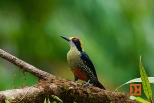 Manuel Antonio: Birdwatching exclusive tour