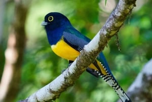 Manuel Antonio: Birdwatching exclusive tour