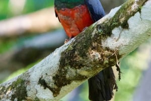 Manuel Antonio: Birdwatching exclusive tour