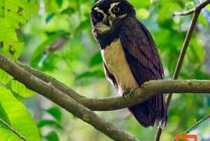 Manuel Antonio: Birdwatching exclusive tour