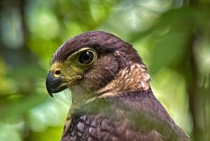 Manuel Antonio: Birdwatching exclusive tour