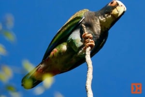 Manuel Antonio: Birdwatching exclusive tour