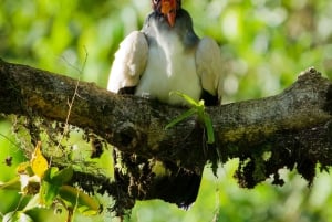Manuel Antonio: Birdwatching exclusive tour