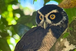 Manuel Antonio: Birdwatching exclusive tour