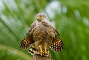 Manuel Antonio: Birdwatching exclusive tour