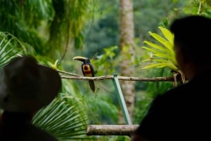 Manuel Antonio: Birdwatching exclusive tour