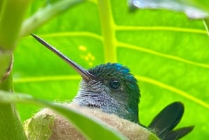 Manuel Antonio: Birdwatching exclusive tour