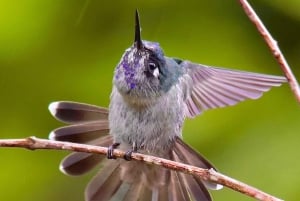 Manuel Antonio: Birdwatching exclusive tour