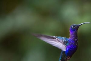 Manuel Antonio: Birdwatching exclusive tour