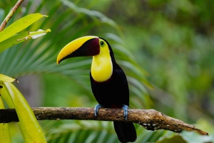 Manuel Antonio: Birdwatching exclusive tour