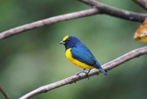 Manuel Antonio: Birdwatching exclusive tour