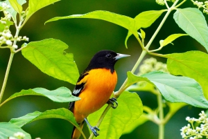 Manuel Antonio: Birdwatching exclusive tour