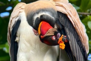 Manuel Antonio: Birdwatching exclusive tour