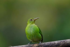 Manuel Antonio: Birdwatching exclusive tour