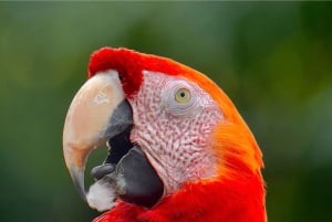 Manuel Antonio: Birdwatching exclusive tour