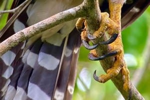 Manuel Antonio: Birdwatching exclusive tour