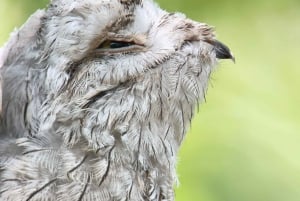 Manuel Antonio: Birdwatching exclusive tour