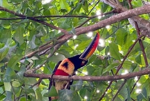 Manuel Antonio: Birdwatching exclusive tour
