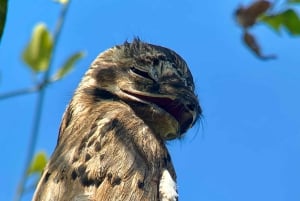 Manuel Antonio: Birdwatching exclusive tour