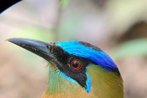 Manuel Antonio: Birdwatching exclusive tour