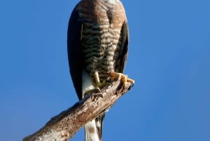 Manuel Antonio: Birdwatching exclusive tour