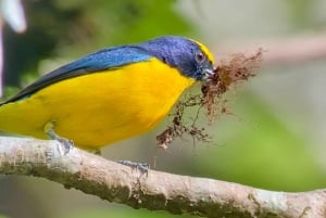 Manuel Antonio: Birdwatching exclusive tour