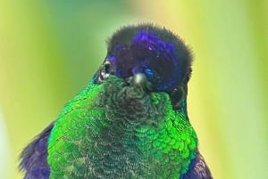 Manuel Antonio: Birdwatching exclusive tour