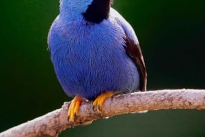 Manuel Antonio: Birdwatching exclusive tour