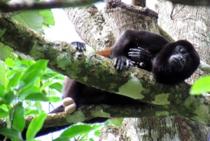 Manuel Antonio: Scopri le foreste tropicali e la sabbia bianca