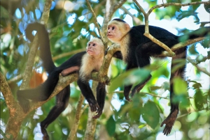 Manuel Antonio: Scopri le foreste tropicali e la sabbia bianca