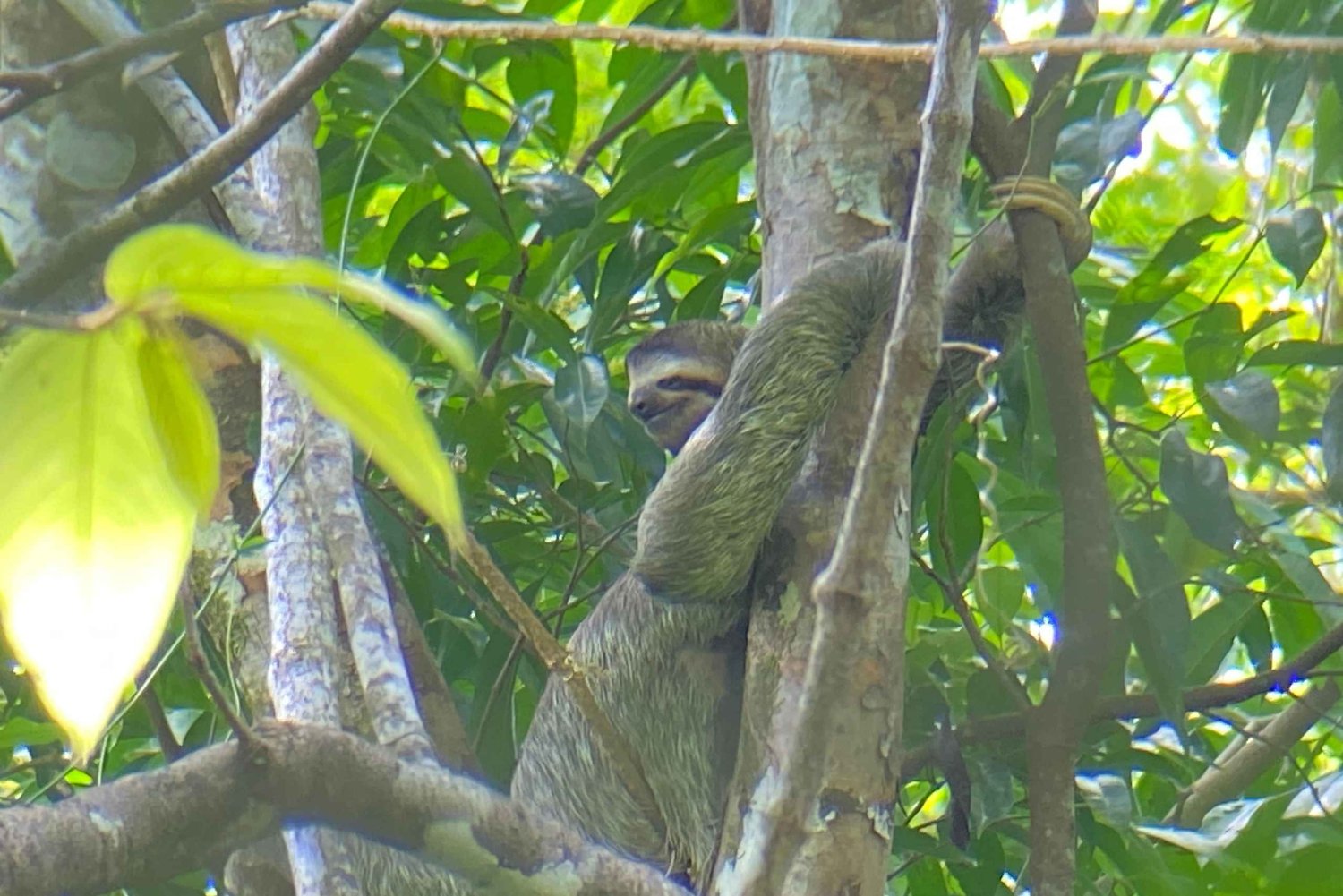 MANUEL ANTONIO EXUBERANTE PASSEIO DE BARCO NO MANGUE