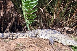 MANUEL ANTONIO REHEVÄ MANGROVEVENE RETKI VENEELLÄ