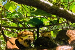 MANUEL ANTONIO REHEVÄ MANGROVEVENE RETKI VENEELLÄ