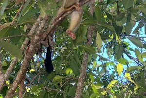 Manuel Antonio: Hanging Bridges and Waterfall Tour
