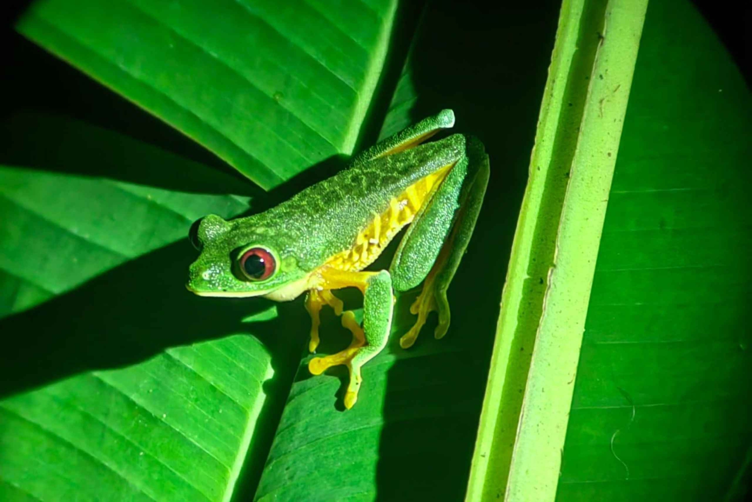Manuel Antonio: Tour noturno na selva e Jardim das Borboletas