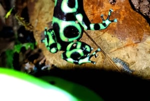 Manuel Antonio: Aftentur i junglen og Buttlerfly Garden