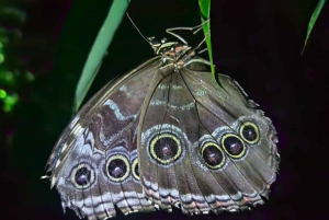 Manuel Antonio: Aftentur i junglen og Buttlerfly Garden