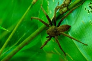 Manuel Antonio: Aftentur i junglen og Buttlerfly Garden