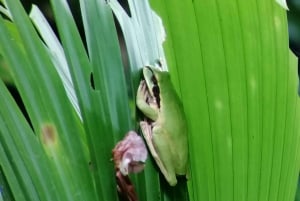 Manuel Antonio: Aftentur i junglen og Buttlerfly Garden