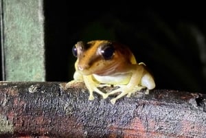 Manuel Antonio: Aftentur i junglen og Buttlerfly Garden