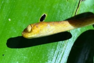 Manuel Antonio: Aftentur i junglen og Buttlerfly Garden