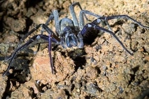 Manuel Antonio: Aftentur i junglen og Buttlerfly Garden