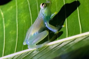 Manuel Antonio: Aftentur i junglen og Buttlerfly Garden