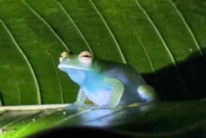 Manuel Antonio: Tour noturno na selva e Jardim das Borboletas