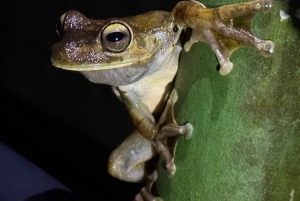 Manuel Antonio: Tour noturno na selva e Jardim das Borboletas