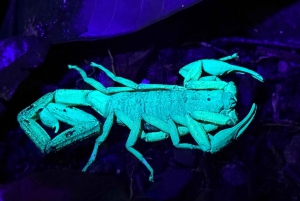 Manuel Antonio: Tour noturno na selva e Jardim das Borboletas