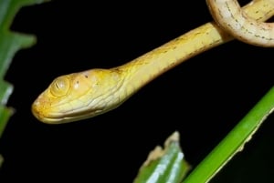 Manuel Antonio: Tour noturno na selva e Jardim das Borboletas