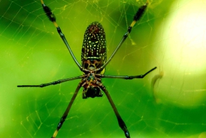 Manuel Antonio: Tour noturno na selva e Jardim das Borboletas